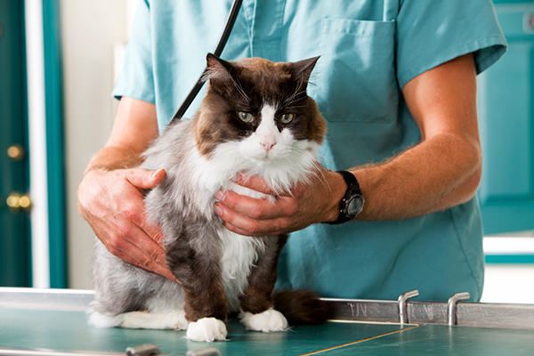 猫は犬よりも悪性になる割合が高い